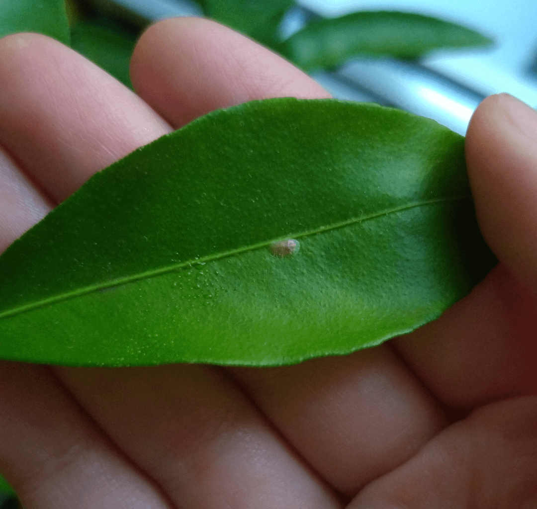 Was hockt auf meiner Clementine?