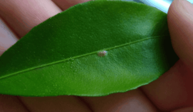 Was hockt auf meiner Clementine?