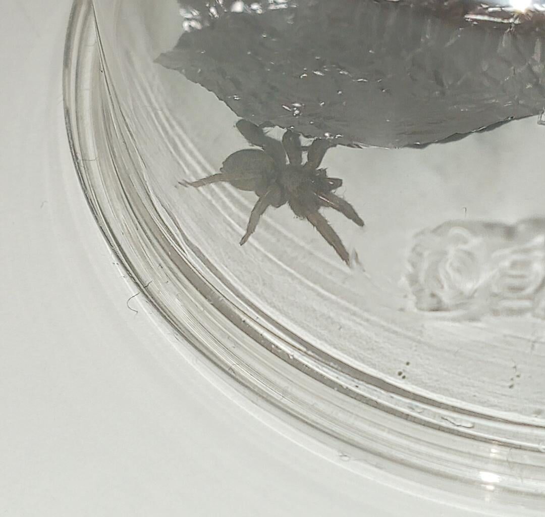 What kind of spider is this?