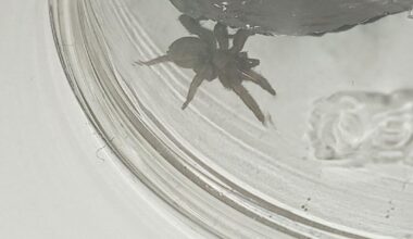 What kind of spider is this?