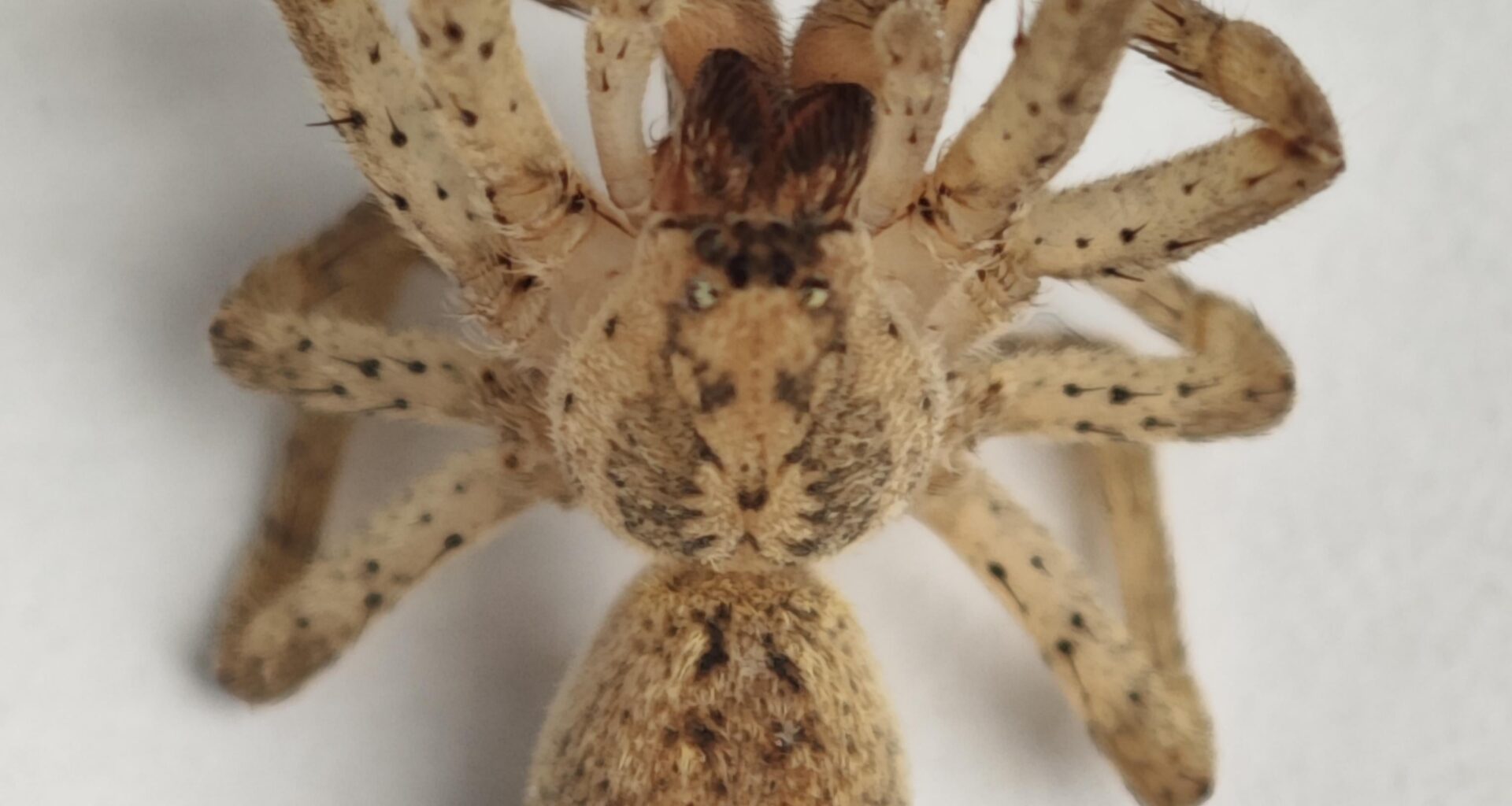 Ebe reicht's! Es wird zu viel!