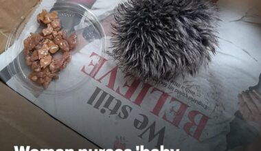 "Karen, I've got a cat with no pulse here, I need adrenaline and an IV line quick as you can, please... "