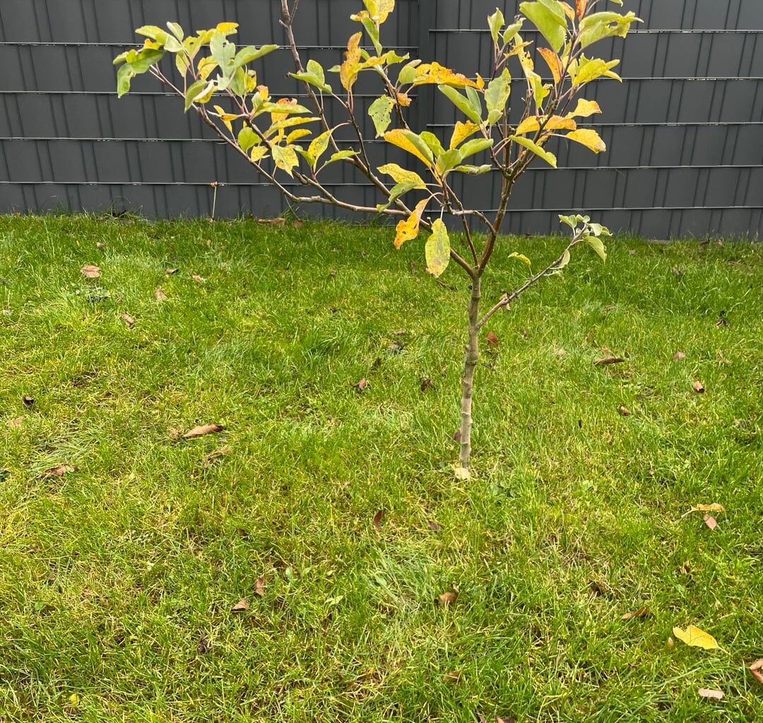 Apfelbäumchen (Ratschlag gesucht)