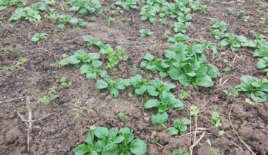 Spielabbruch wegen Dunkelheit