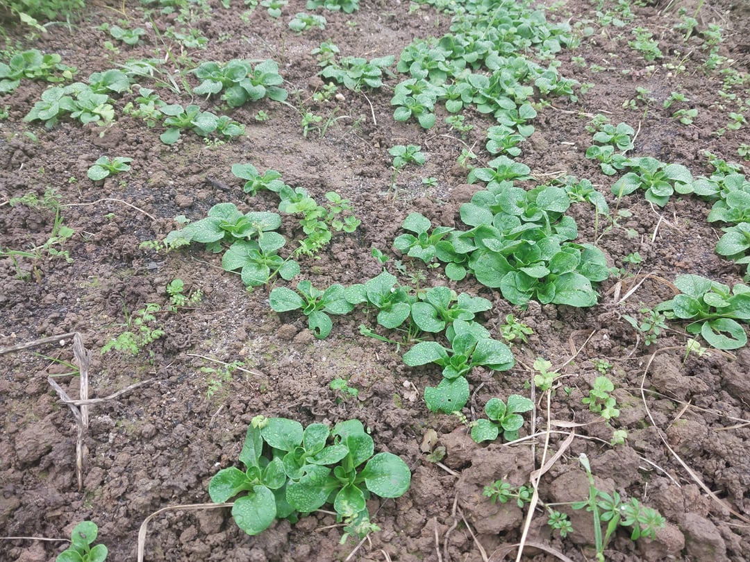 Spielabbruch wegen Dunkelheit