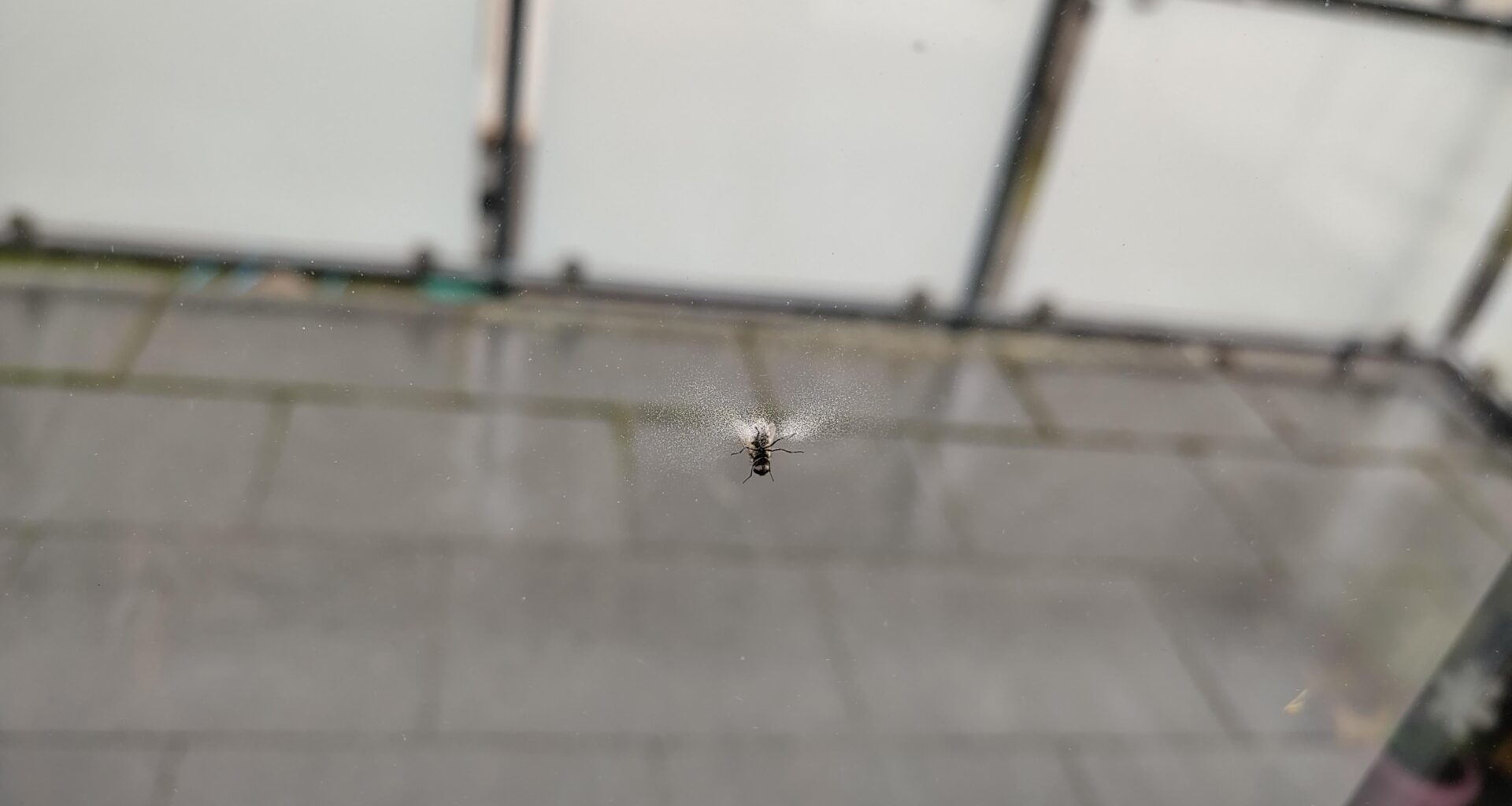 Was macht die Fliege da? Oder: Wer hat da was mit der Fliege gemacht?