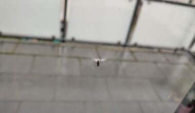 Was macht die Fliege da? Oder: Wer hat da was mit der Fliege gemacht?