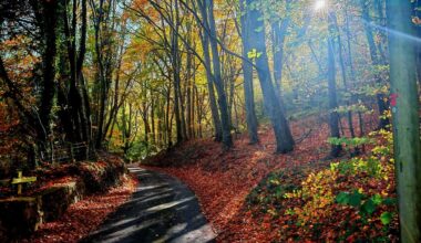 Autumn in North Wales Abergele woods