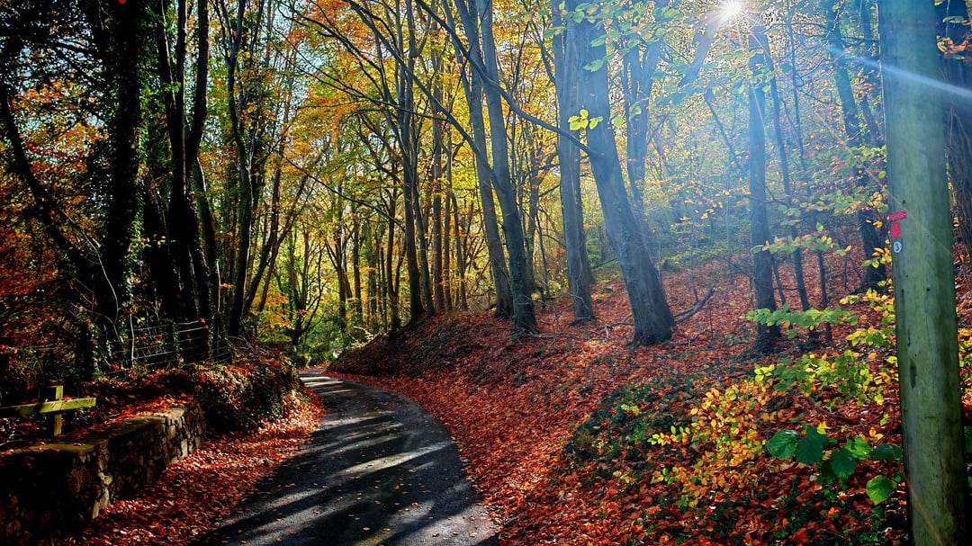 Autumn in North Wales Abergele woods
