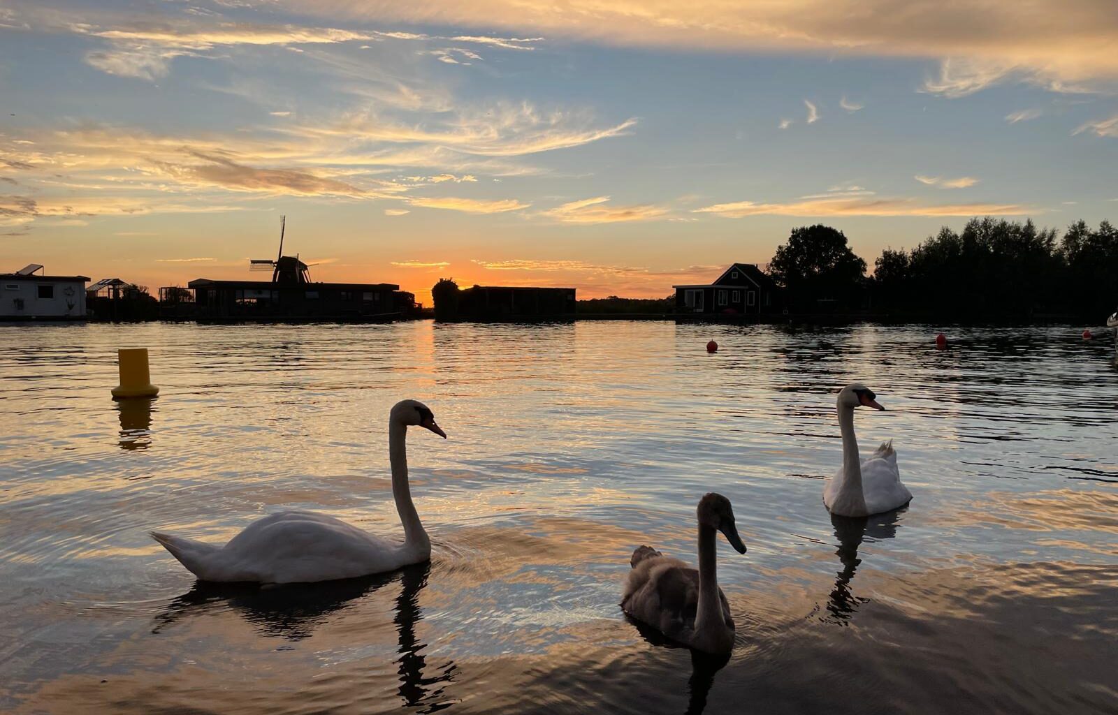 Pretty Swans, near my houseboat