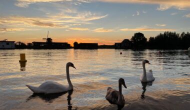 Pretty Swans, near my houseboat
