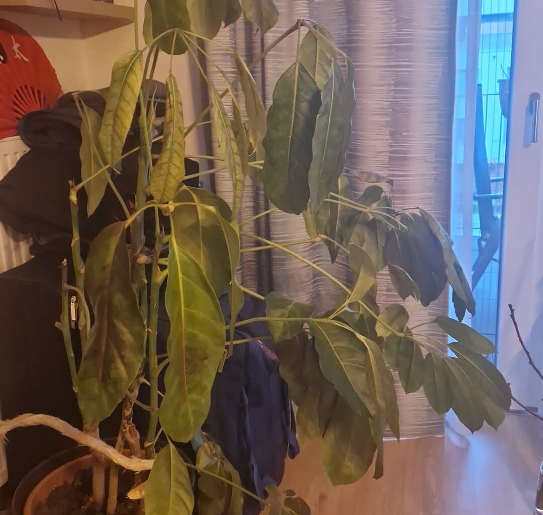 Scheffleria geht ein