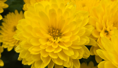 Ein zweites Mal gekommen