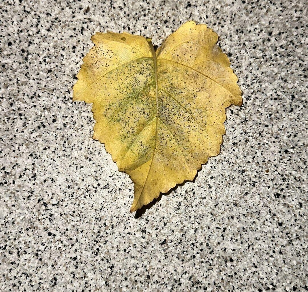 Hilfe bei Identifizierung :)