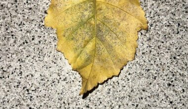 Hilfe bei Identifizierung :)