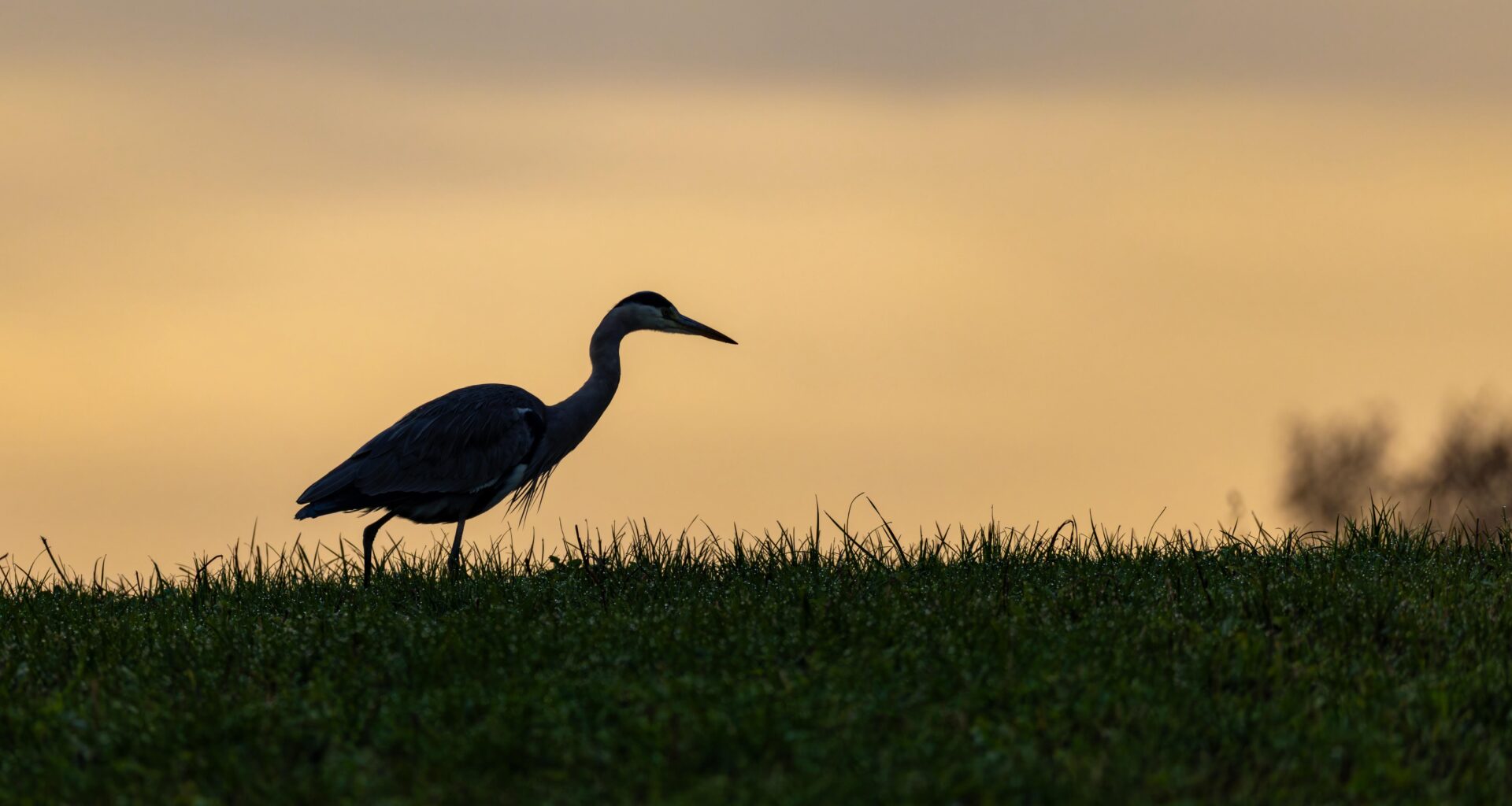 Der Graureiher weiss: Der frühe Vogel fängt den Wurm