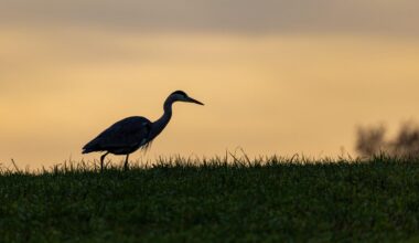 Der Graureiher weiss: Der frühe Vogel fängt den Wurm