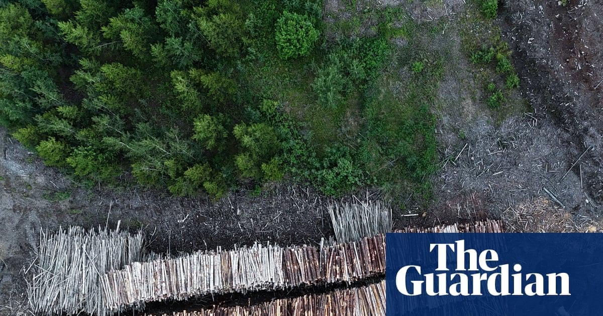 Drax still burning 250-year-old trees sourced from forests in Canada, experts say