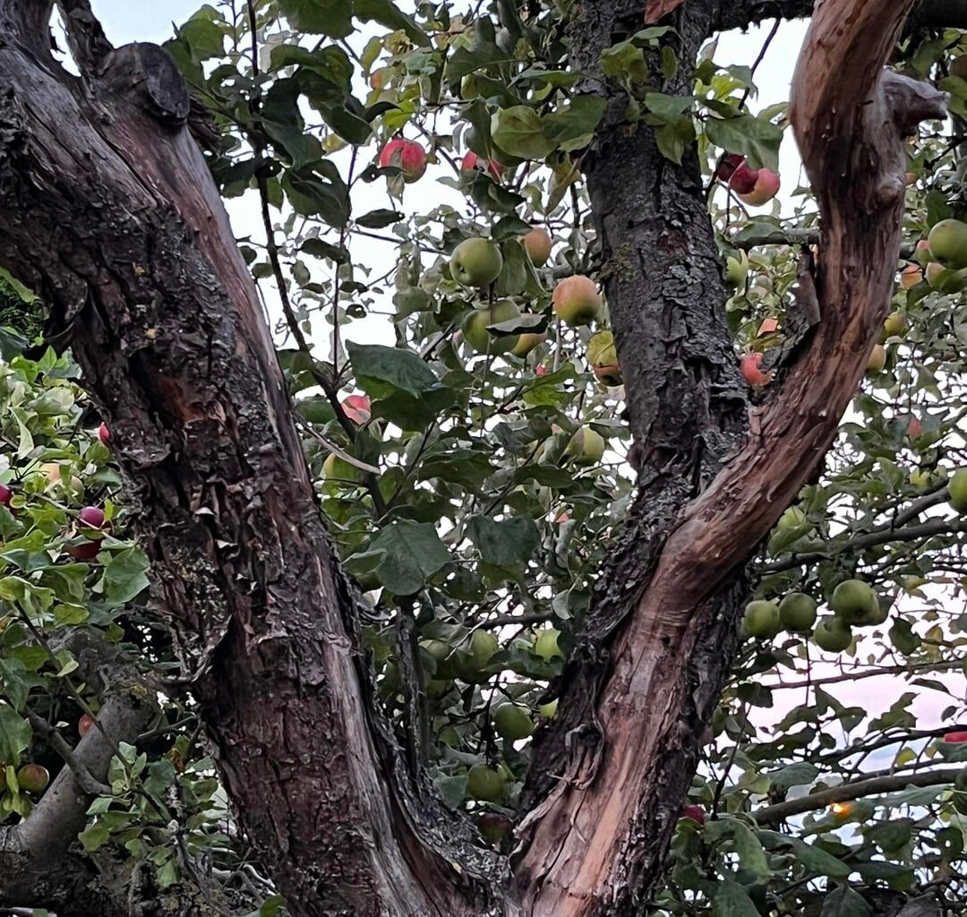 Kranker Apfelbaum. Was ist los mit Ihm?