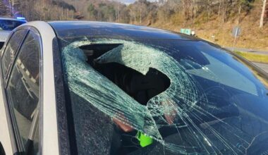 Bald eagle drops cat through car windshield on North Carolina highway, driver says