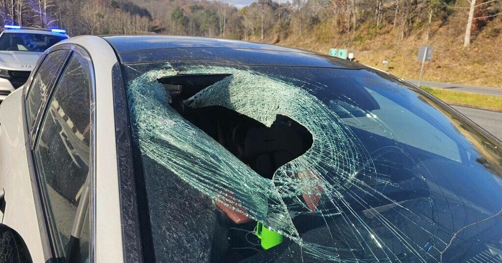 Bald eagle drops cat through car windshield on North Carolina highway, driver says