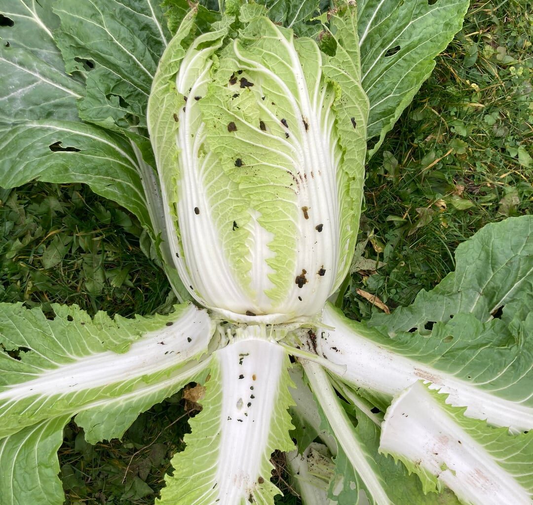 Was ist das für ein Schädling?