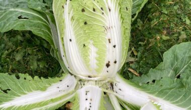 Was ist das für ein Schädling?