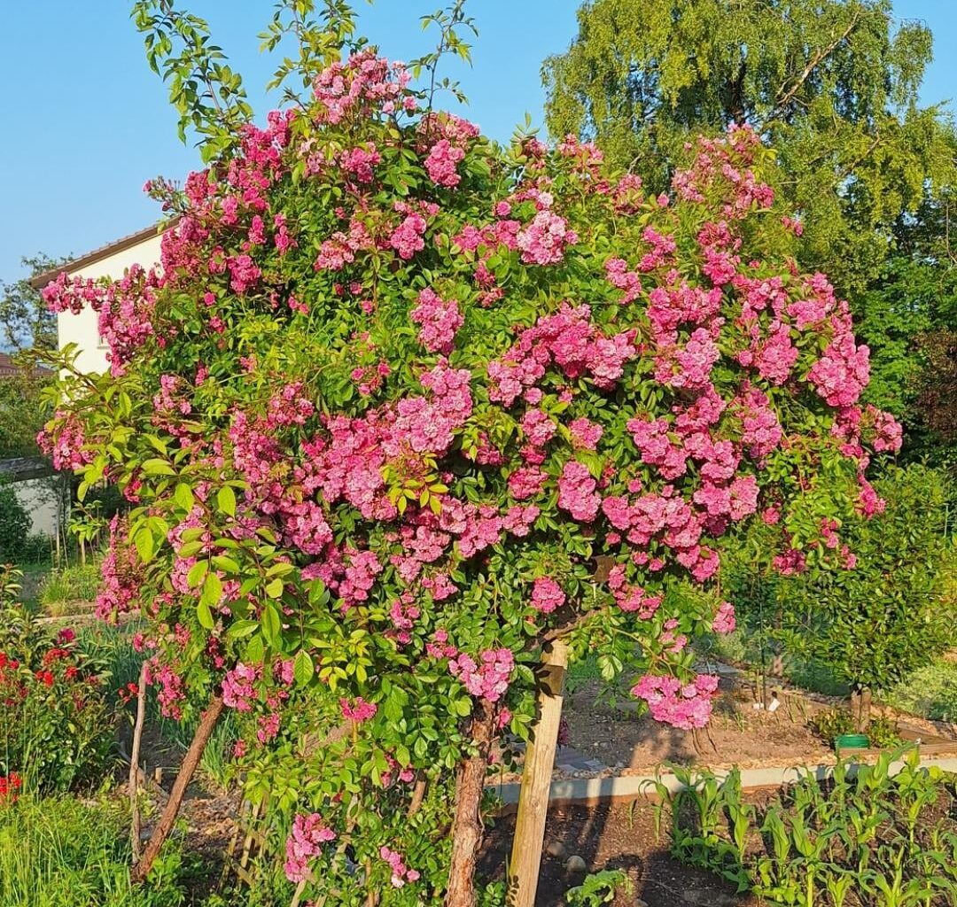 Die Kletterrose ist überwuchert