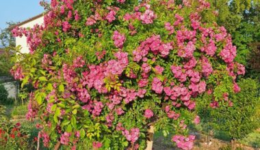 Die Kletterrose ist überwuchert