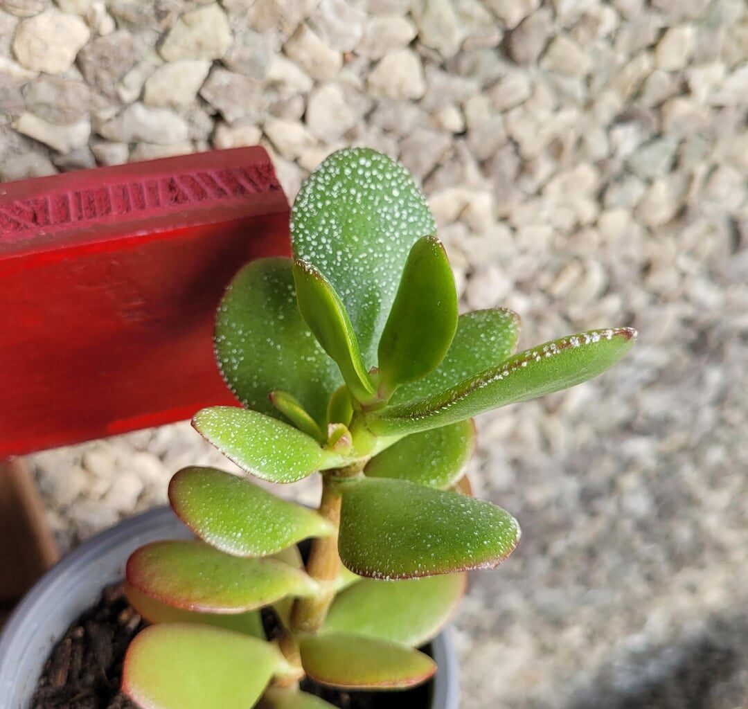 Was fehlt den Pflanzen?