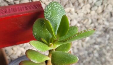 Was fehlt den Pflanzen?