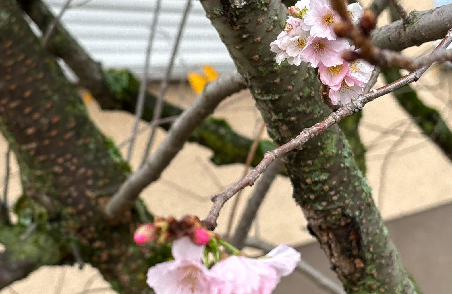 Blüte in Heidelberg