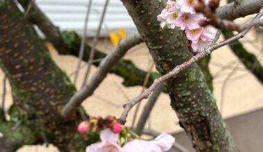 Blüte in Heidelberg
