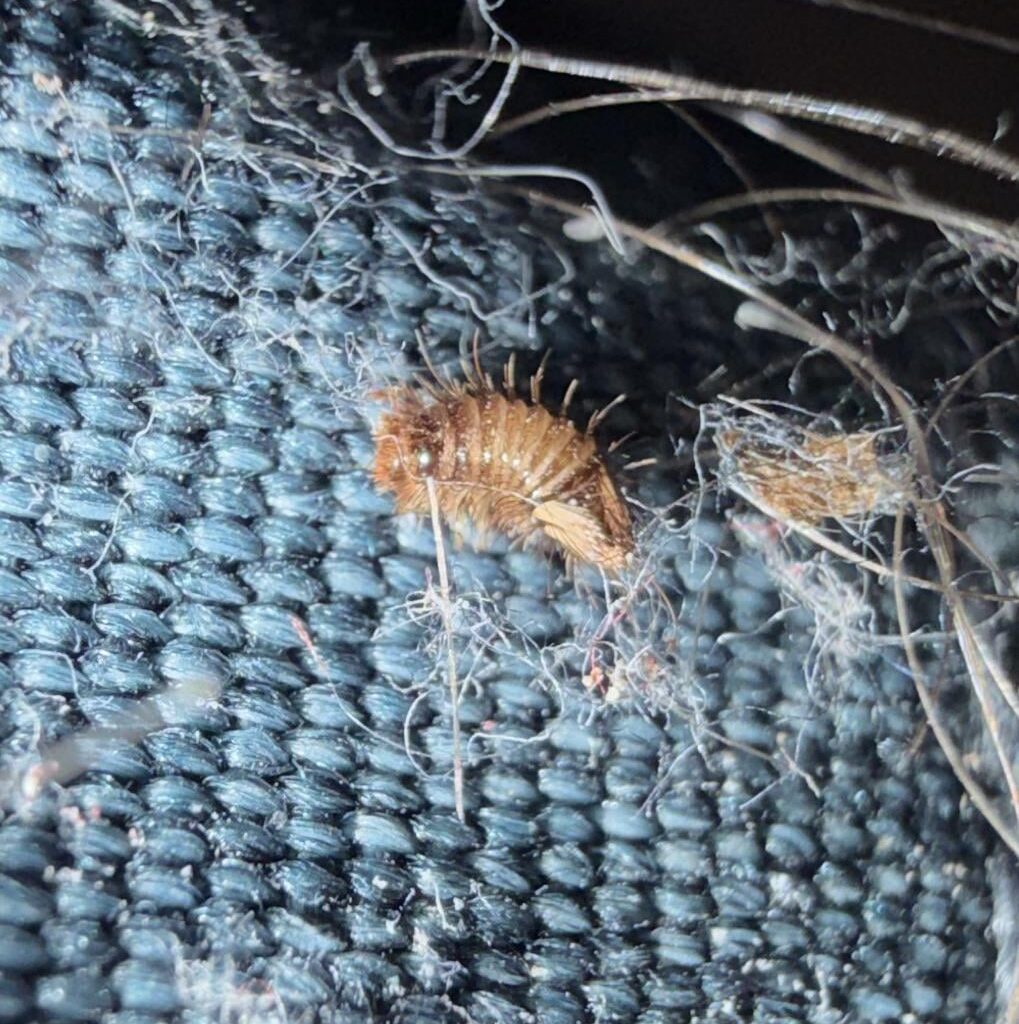 Teppichkäfer Larve (?)