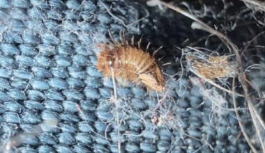 Teppichkäfer Larve (?)