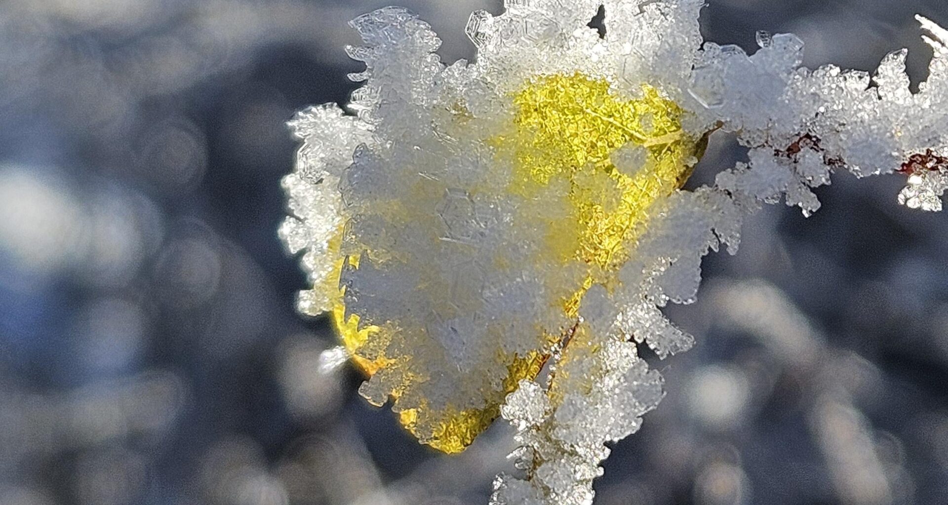 Blatt mit Eiskristallen