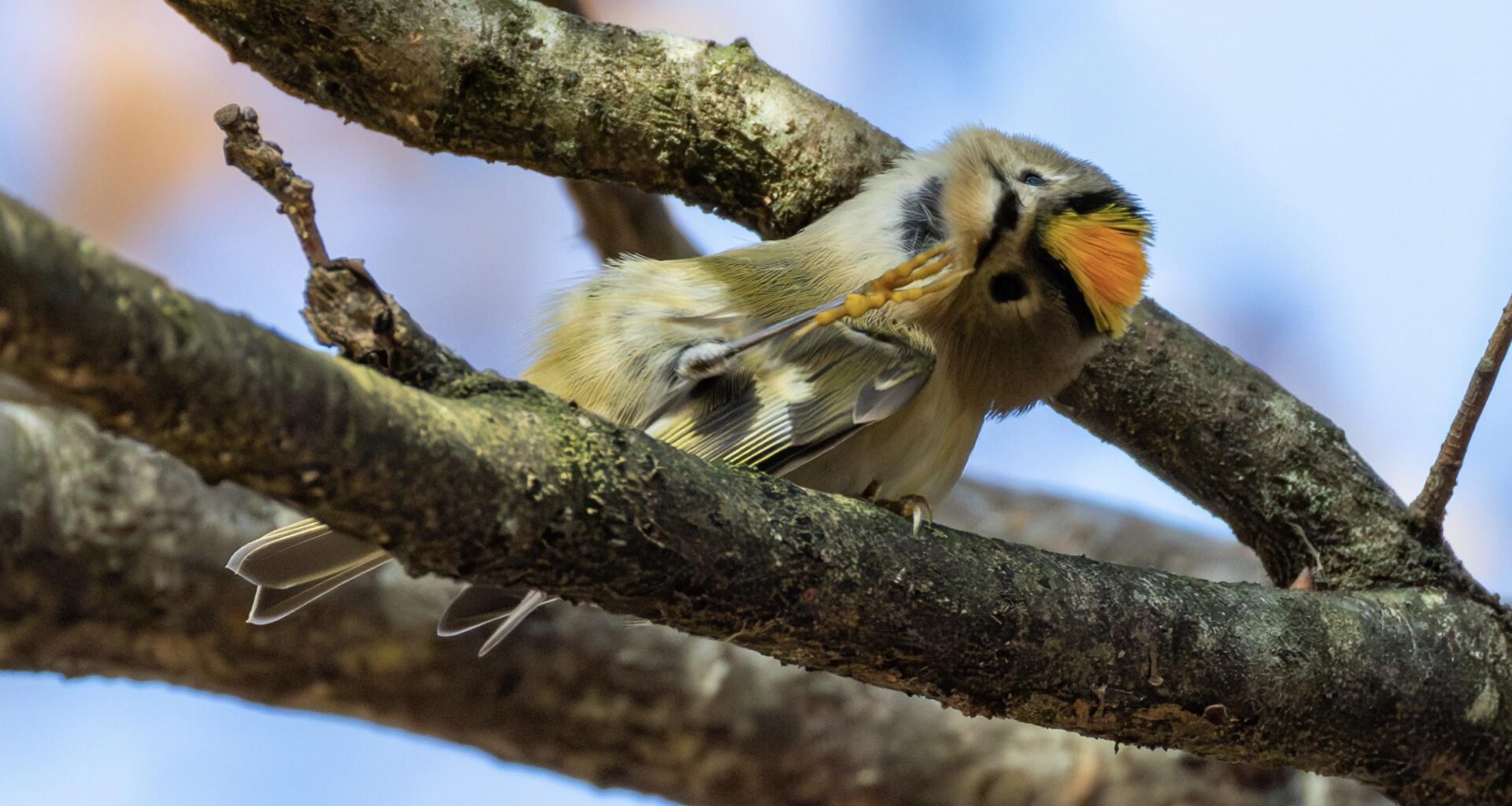 Der kleinste Vogel mit der grössten Show – Wintergoldhähnchen beim Putzen