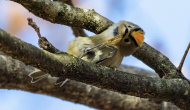 Der kleinste Vogel mit der grössten Show – Wintergoldhähnchen beim Putzen