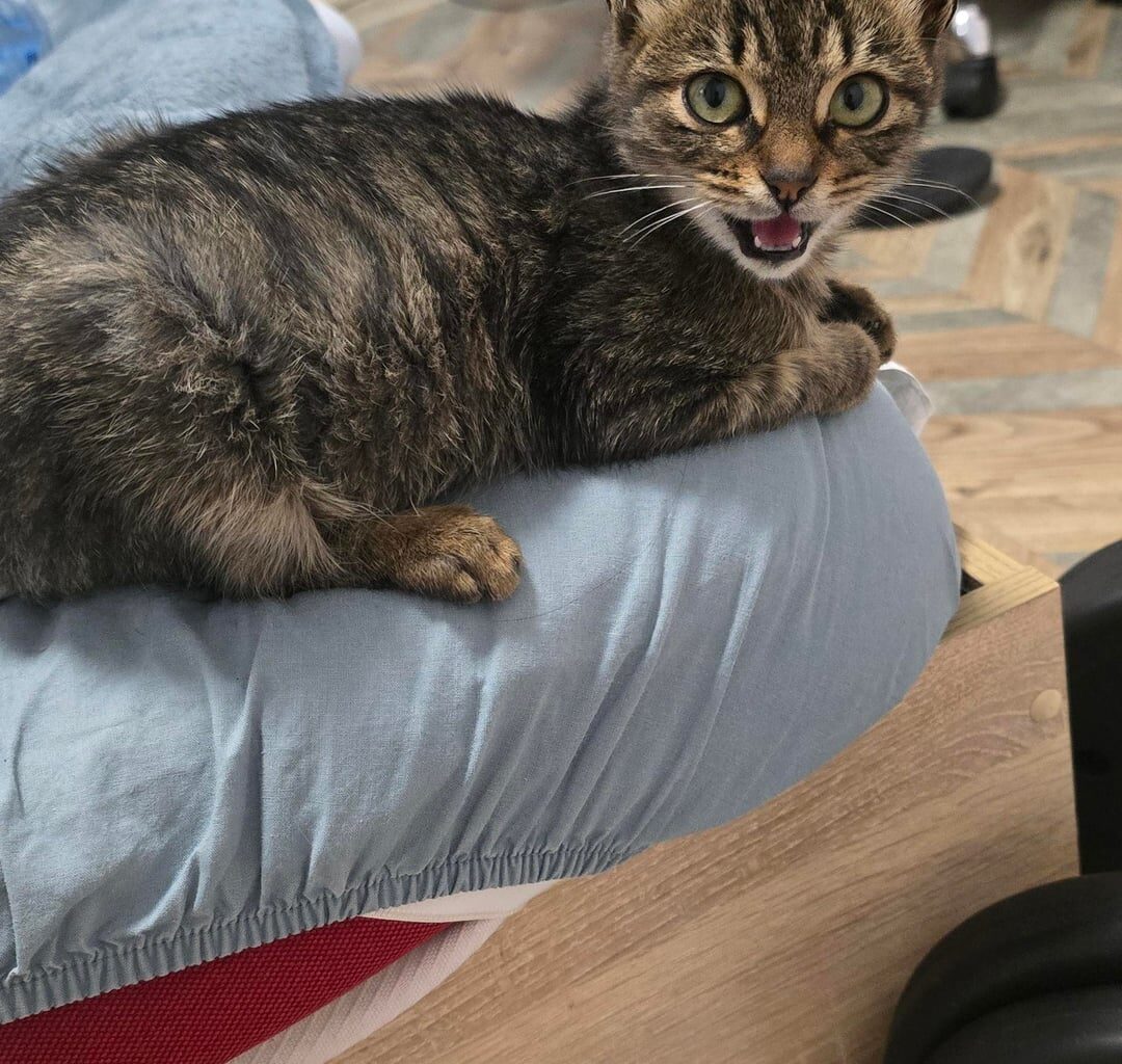 Помощ с намиране на дом на коте