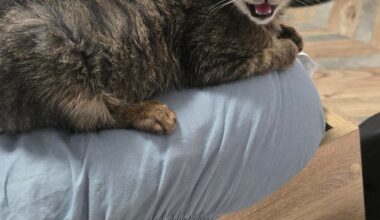 Помощ с намиране на дом на коте