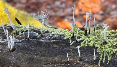 Geweihförmige Holzkeule (kleiner Baumpilz)