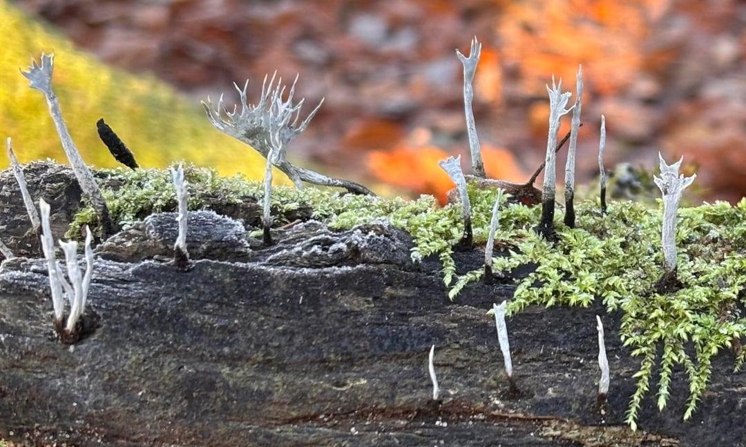Geweihförmige Holzkeule (kleiner Baumpilz)
