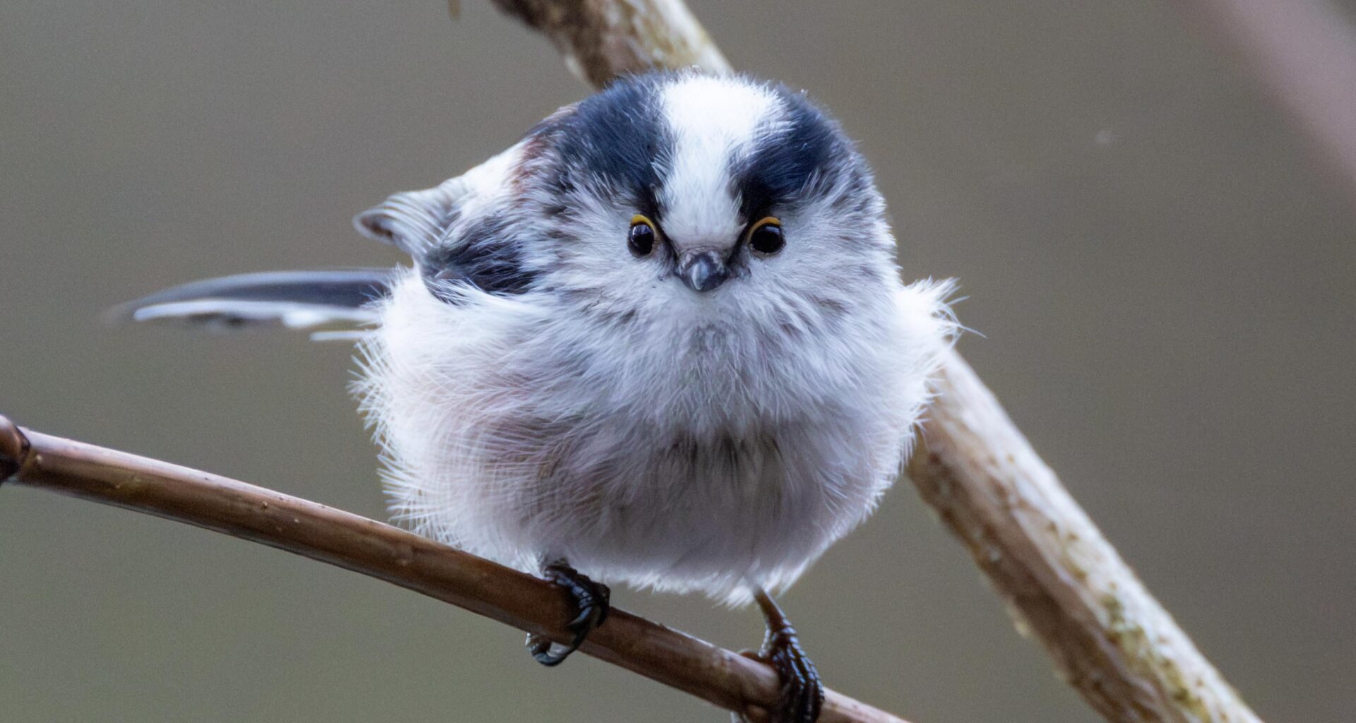 Direkter Blickkontakt mit einer Schwanzmeise