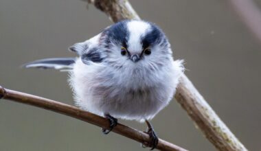 Direkter Blickkontakt mit einer Schwanzmeise