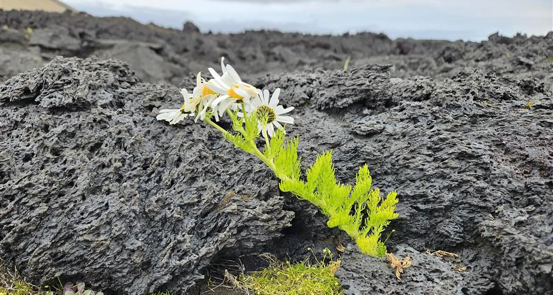 Birds, not wind, brought life to Iceland’s youngest island