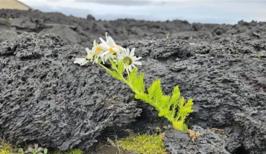 Birds, not wind, brought life to Iceland’s youngest island
