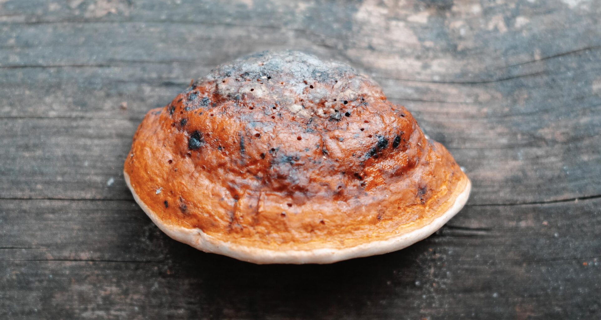 Zeigt her eure Lieblings-Pilz-Fotos! Dies hier ist meins, wobei ich nichtmal 100% sicher bin, welchen Baumschwamm ich da abgelichtet habe...