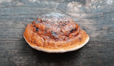 Zeigt her eure Lieblings-Pilz-Fotos! Dies hier ist meins, wobei ich nichtmal 100% sicher bin, welchen Baumschwamm ich da abgelichtet habe...