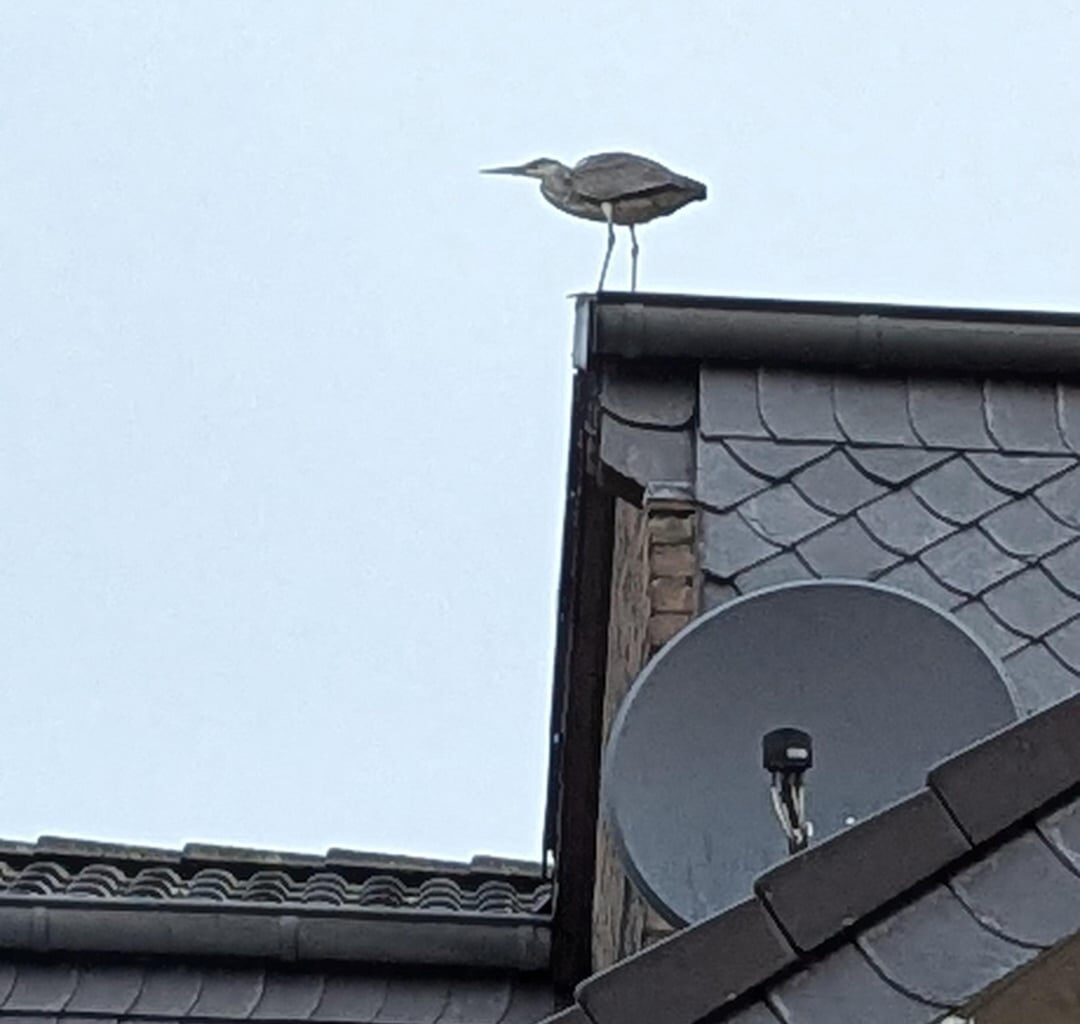 Heute morgen getroffen