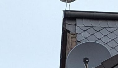 Heute morgen getroffen